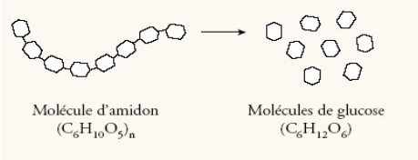 amidon-glucose